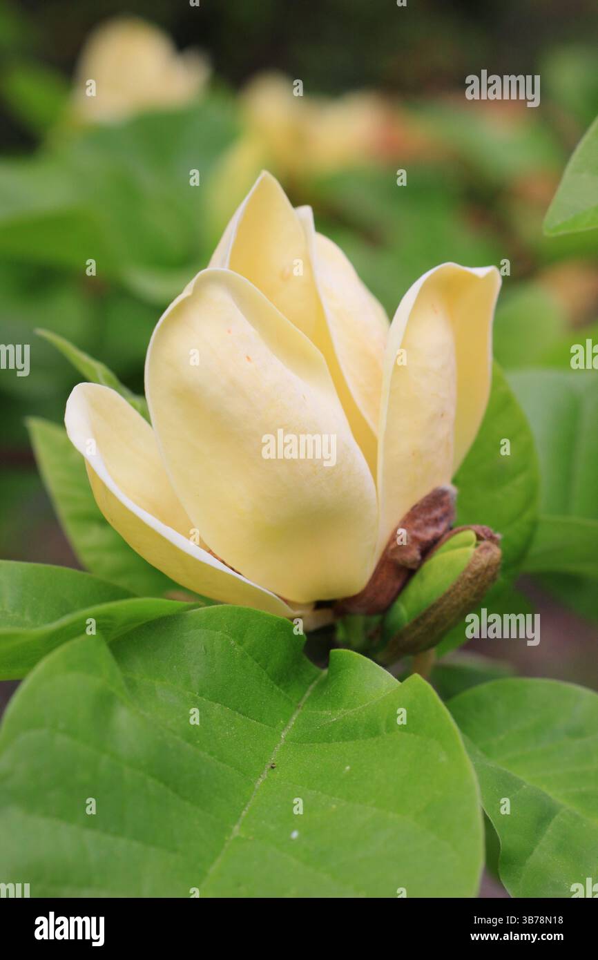 Magnolia × brooklynensis 'Yellow Bird', affichant des fleurs jaunes caractéristiques frappantes au printemps. ROYAUME-UNI Banque D'Images