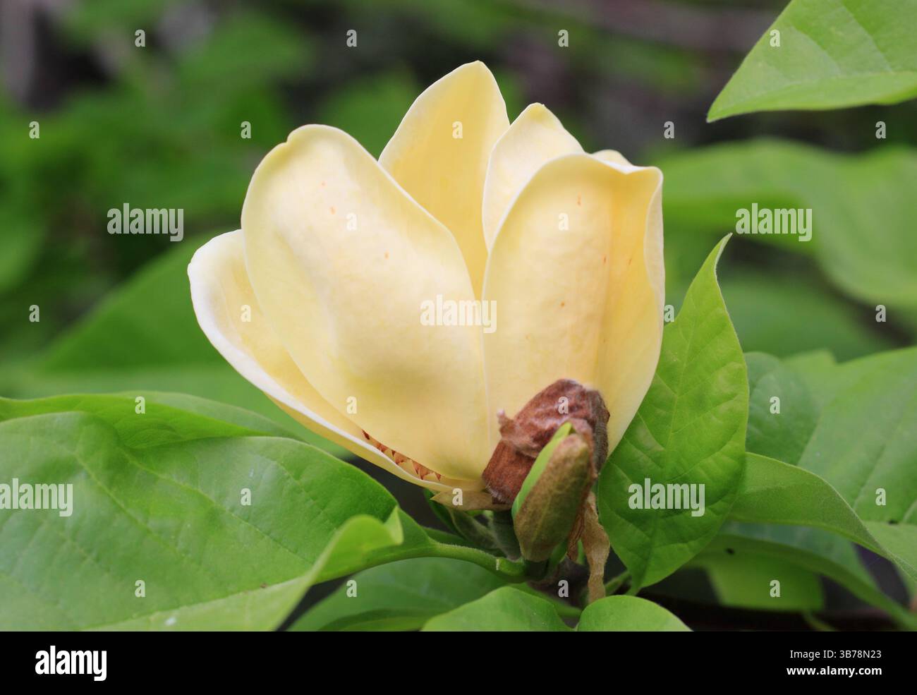 Magnolia × brooklynensis 'Yellow Bird', affichant des fleurs jaunes caractéristiques frappantes au printemps. ROYAUME-UNI Banque D'Images
