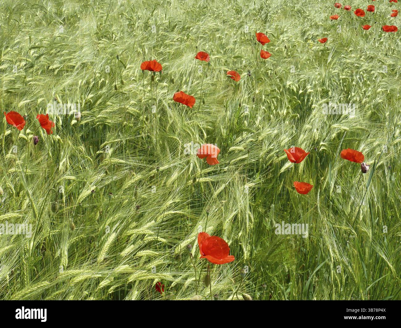 Pavot Rouge dans un champ vert Banque D'Images