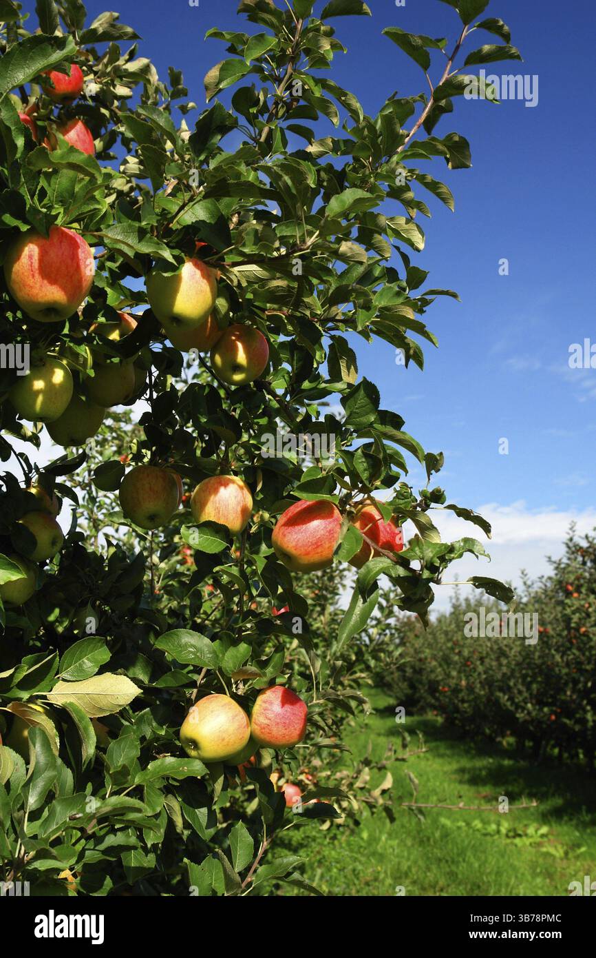Riche récolte de pommes dans un verger, pommes rouges par le craineux Banque D'Images