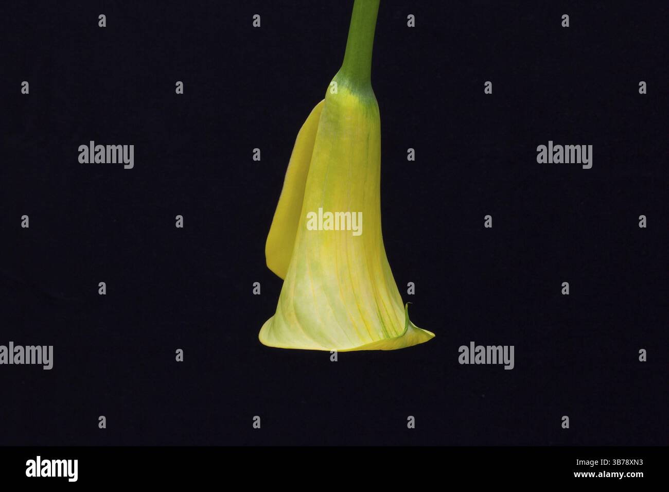 Portrait de lys calla jaune isolé sur un fond noir Banque D'Images