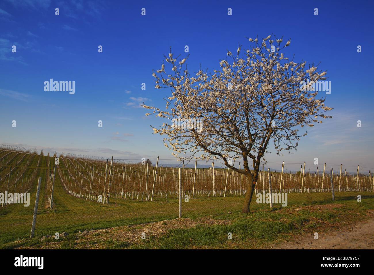 Apple Orchard Rows au printemps. Arbres fruitiers au-dessus du ciel bleu vif. Parc de vergers de pommiers à l'aube lumière tôt avec les premiers rayons du soleil Banque D'Images