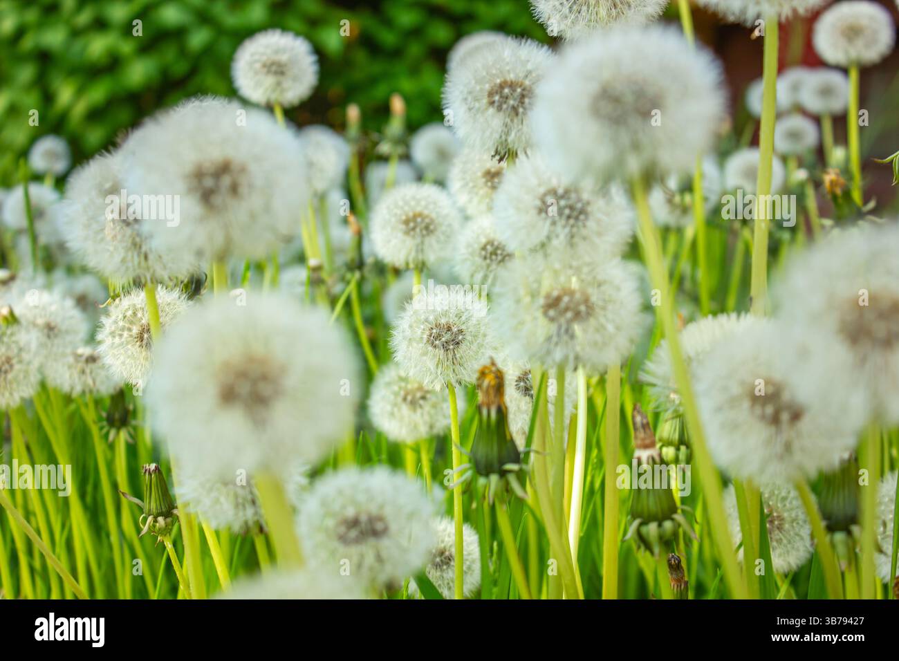 Une prairie de fleurs de pissenlit. Lot de pissenlits moelleux blancs, fond flou vert naturel, mise au point sélective. Banque D'Images