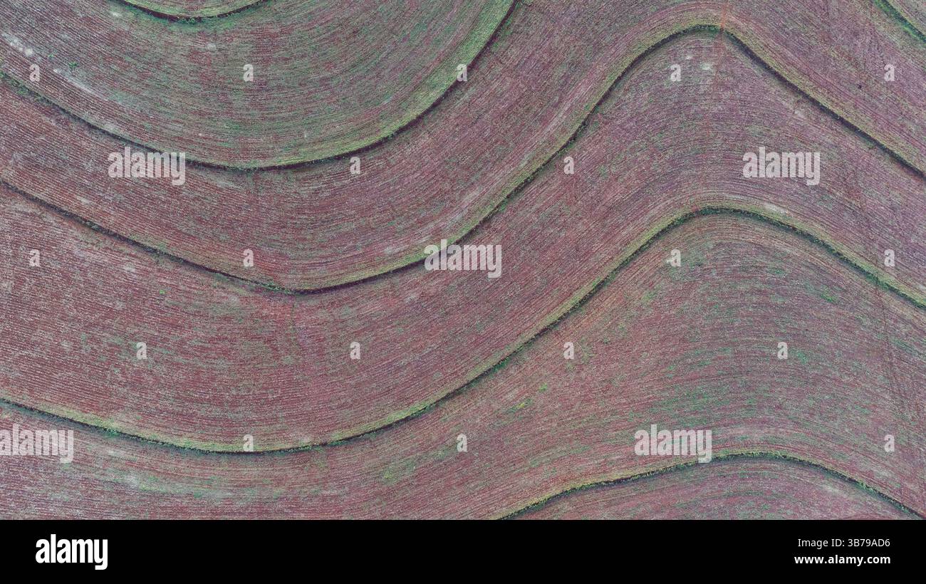 vue de dessus du terrain avec des lignes formées par des lignes de contour après la récolte de canne à sucre - vue drone Banque D'Images