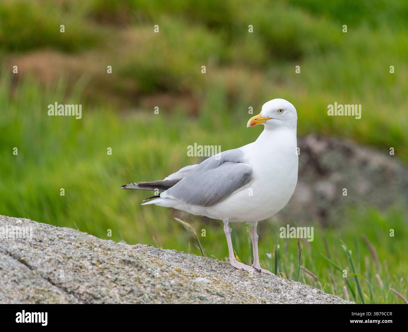 European Herring Gull (Larus argentatus) Banque D'Images