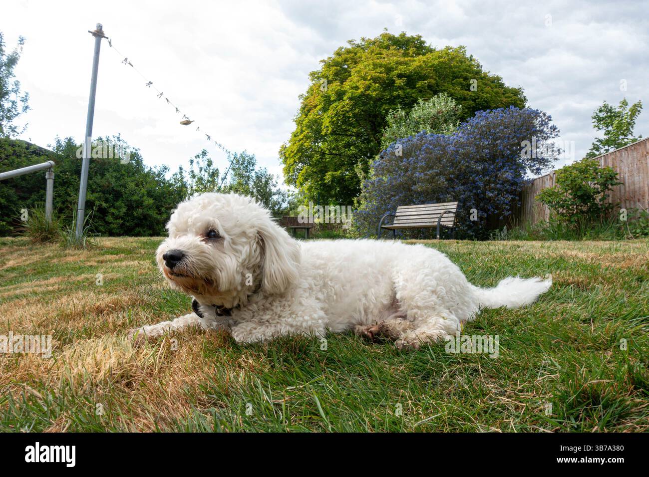 Un chien cavapoo blanc mignon, allongé à l'extérieur sur la pelouse dans un jardin résidentiel arrière Banque D'Images