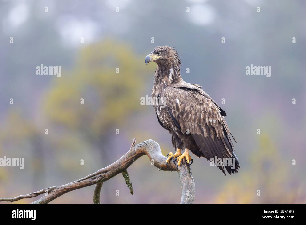 Aigle à queue blanche, Haliaeetus albicilla, jeune oiseau en hiver, Smaland, Suède Banque D'Images