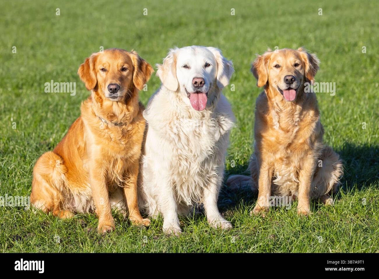 Golden Retriever, trois chiens assis sur un pré, Schleswig-Holstein, Allemagne Banque D'Images