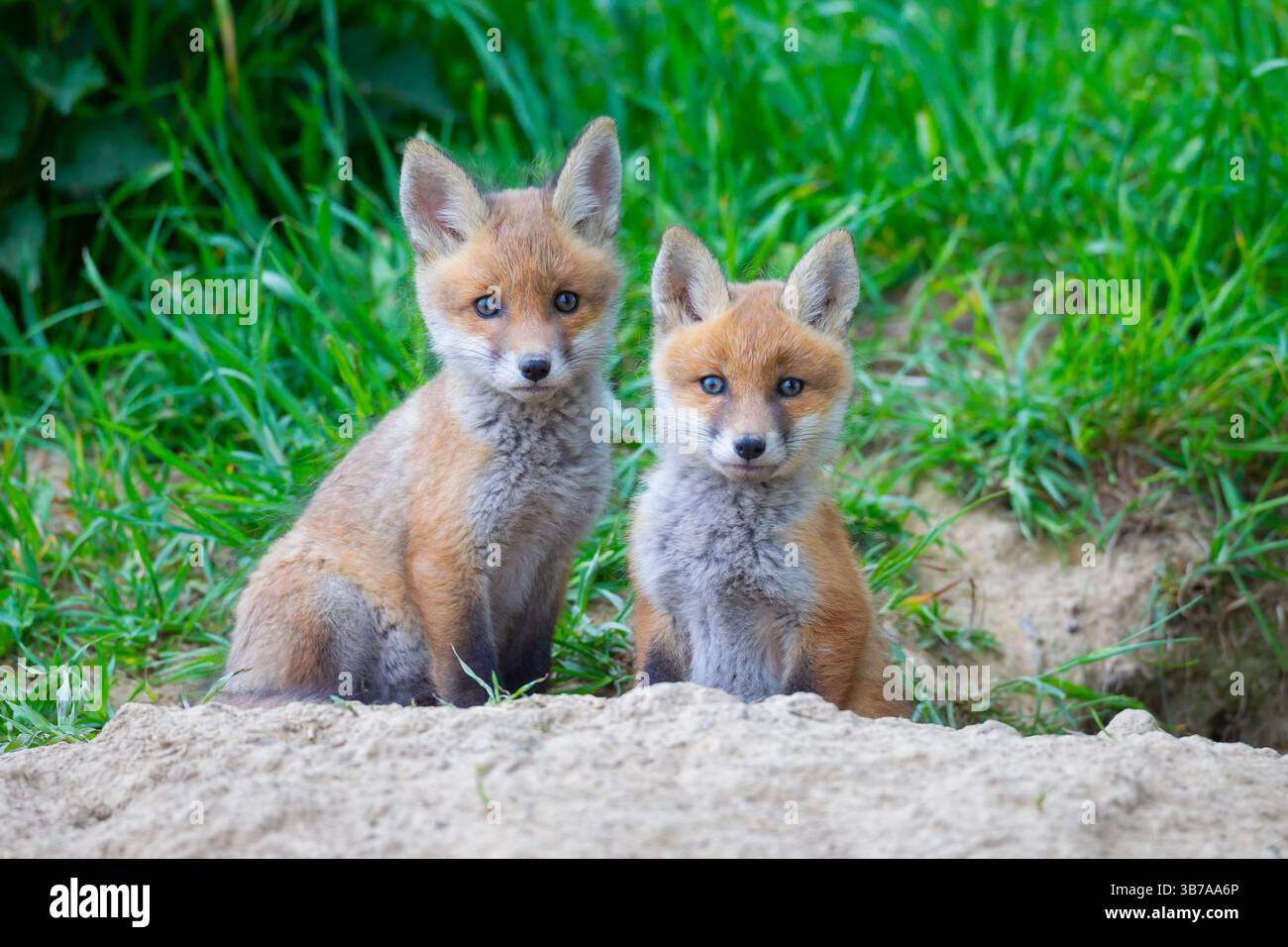 Renard roux, Vulpes vulpes, chiots à la tanière, printemps, Schleswig-Holstein, Allemagne Banque D'Images