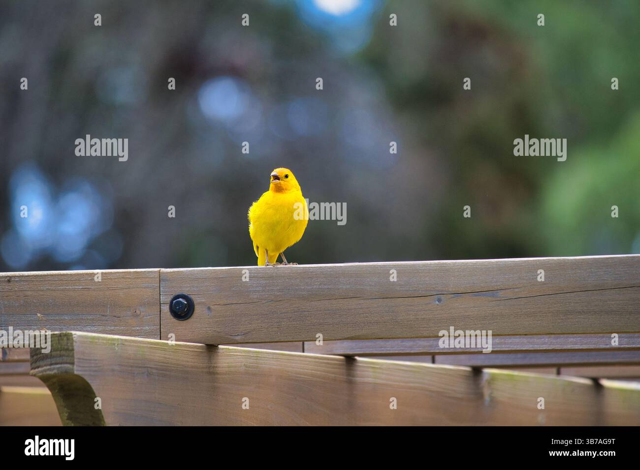 Oiseau alauhio jaune vif coloré endémique de maui. Banque D'Images