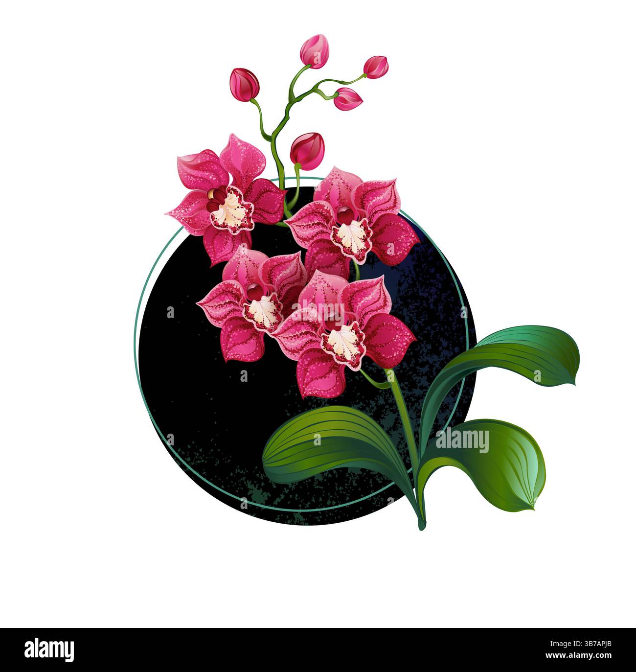Orchidée fleurie luxuriante dessinée artistiquement avec des fleurs roses et des feuilles vertes sur fond de cercle noir. Orchidée rose. Illustration de Vecteur