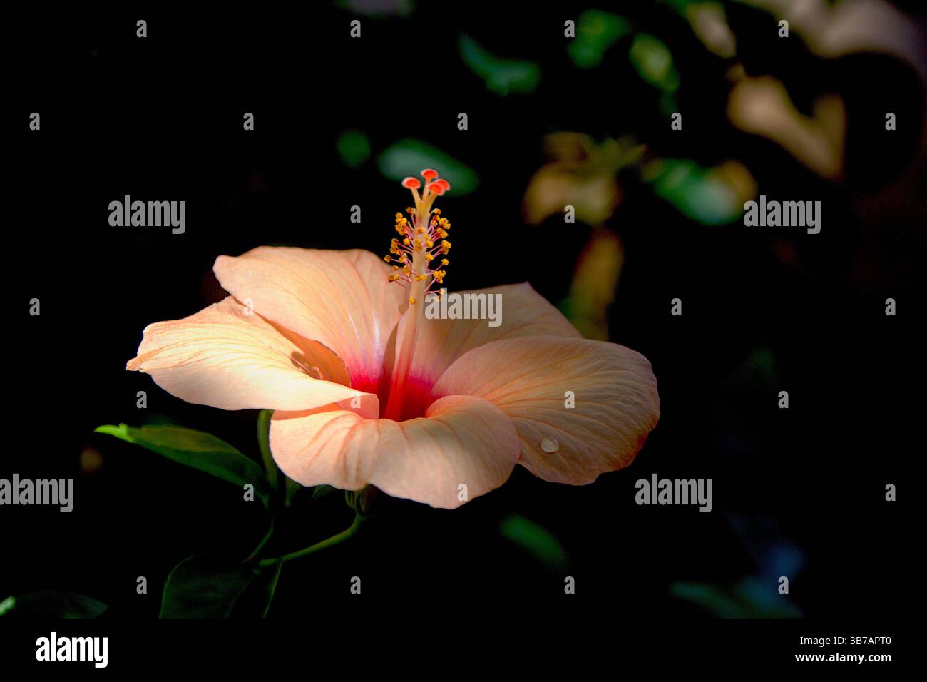 Gros plan d'une fleur d'hibiscus solitaire avec pétales d'orange et étamines saillantes Banque D'Images