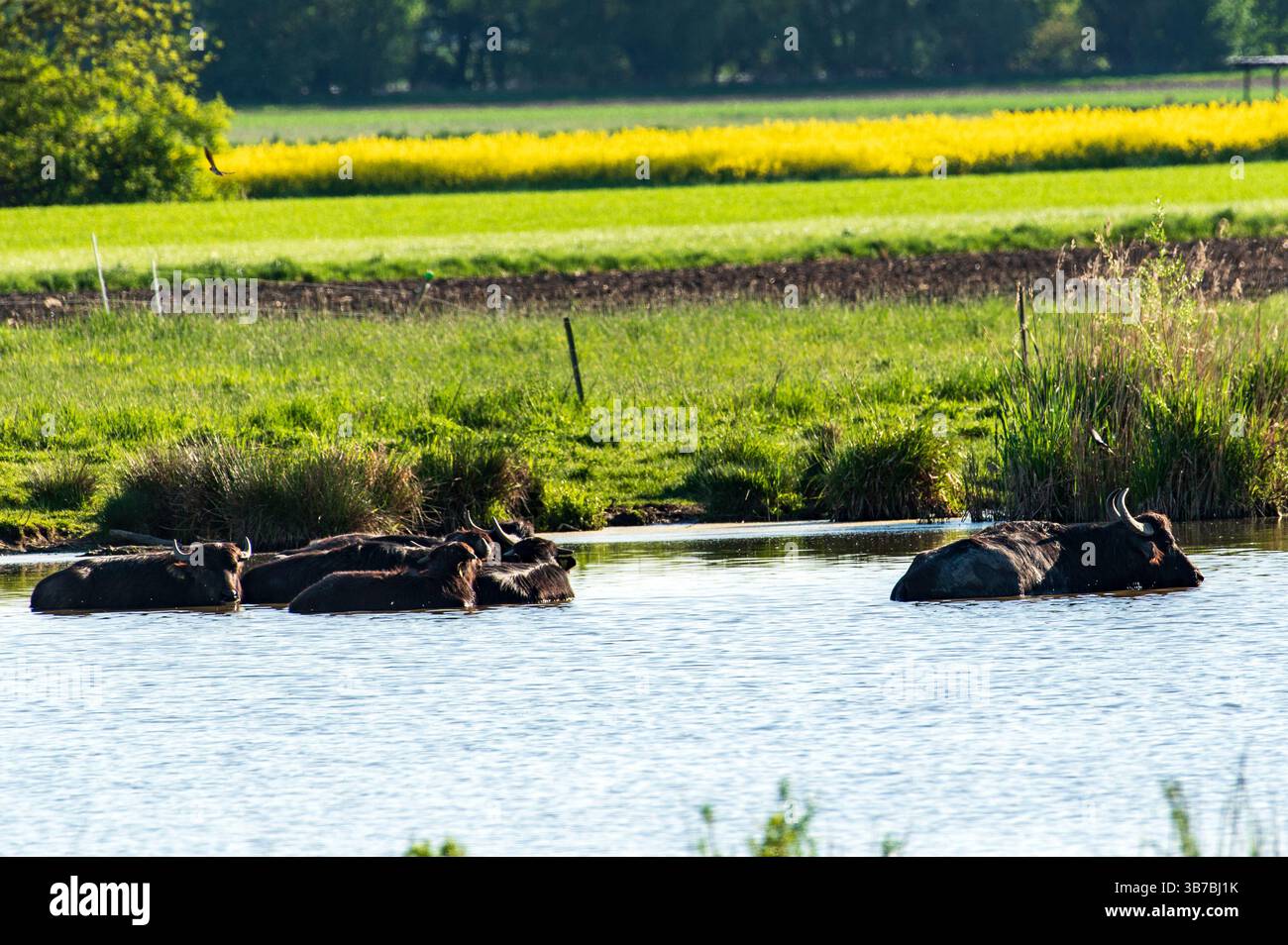 Un troupeau de buffles d'eau frais dans un étang par un après-midi chaud Banque D'Images