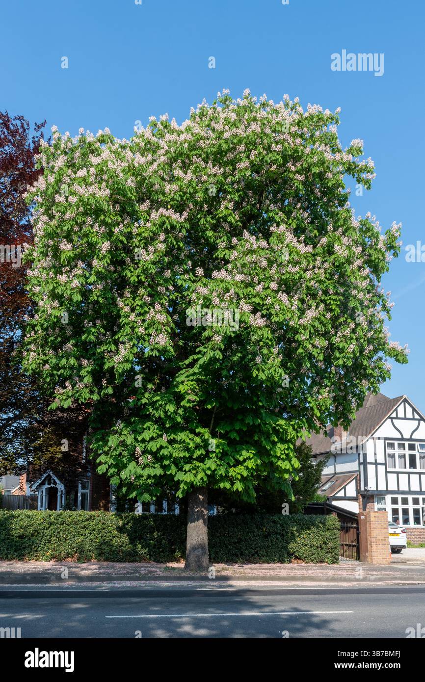 Arbre mature dans la zone urbaine sur la rue résidentielle, Angleterre, Royaume-Uni. Les avantages comprennent une amélioration de la qualité de l'air et du bien-être. Châtaignier Banque D'Images