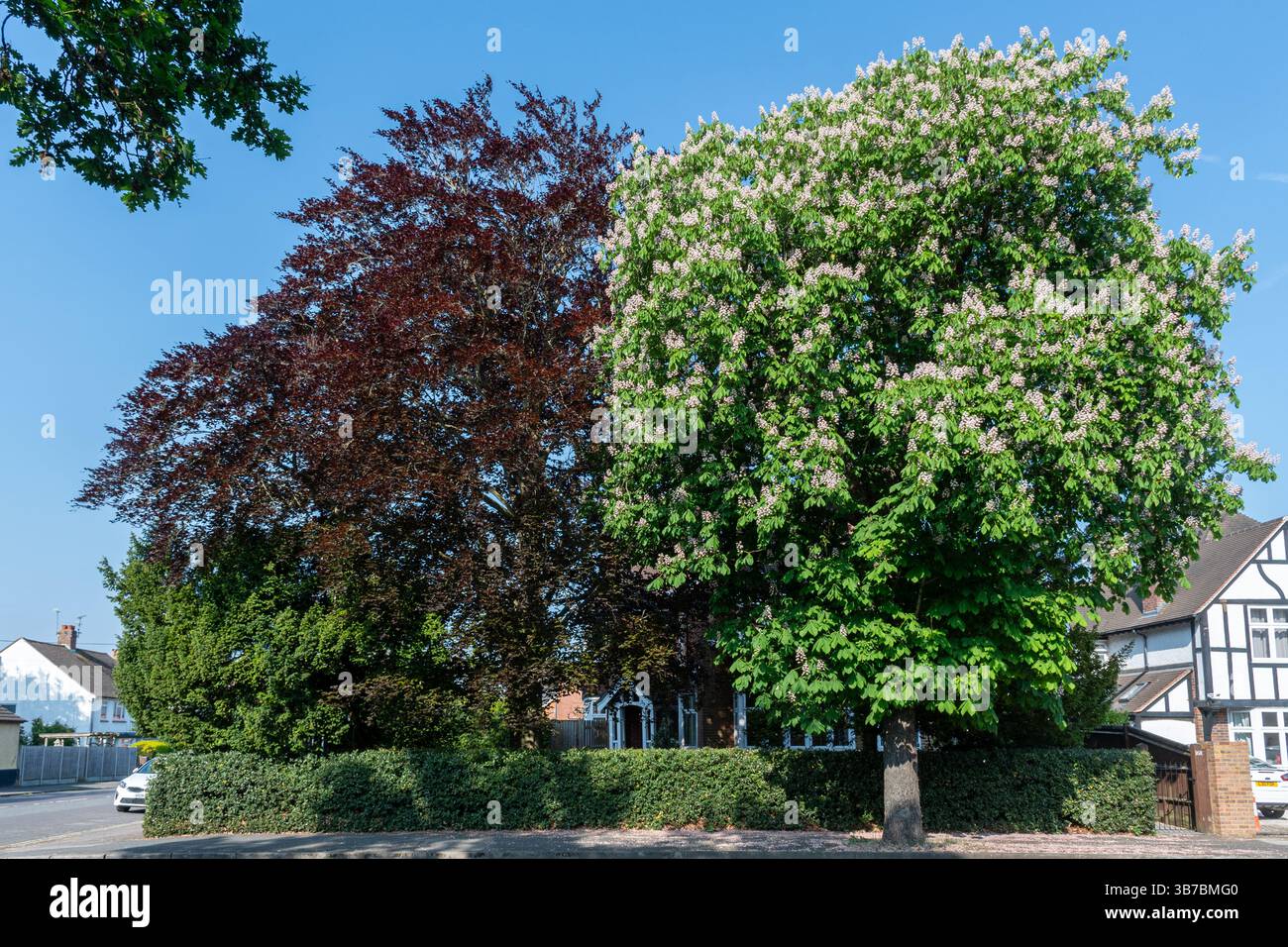 Arbres matures dans la zone urbaine sur la rue résidentielle, Angleterre, Royaume-Uni. Les avantages comprennent une amélioration de la qualité de l'air et du bien-être Banque D'Images