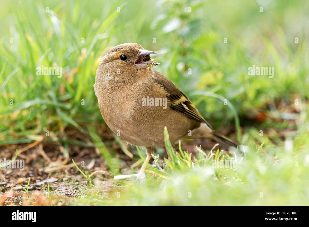 Une femelle Chaffinch (Fringilla coelebs) dans l'herbe, tenant une graine dans son bec, appartenant à la famille des Fringillidae, dans un environnement naturel. Banque D'Images