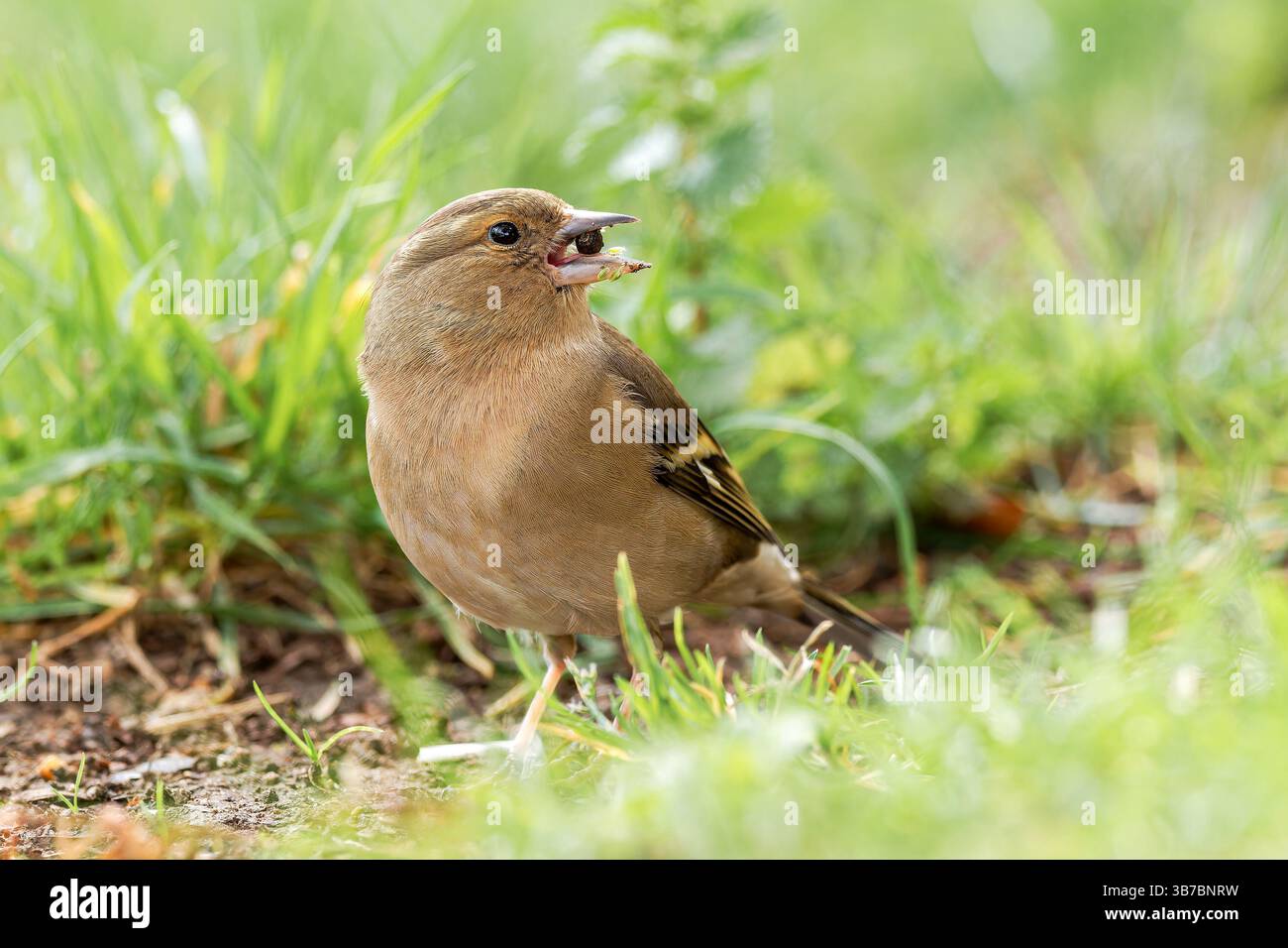 Une femelle Chaffinch (Fringilla coelebs) dans l'herbe, tenant une graine dans son bec, appartenant à la famille des Fringillidae, dans un environnement naturel. Banque D'Images