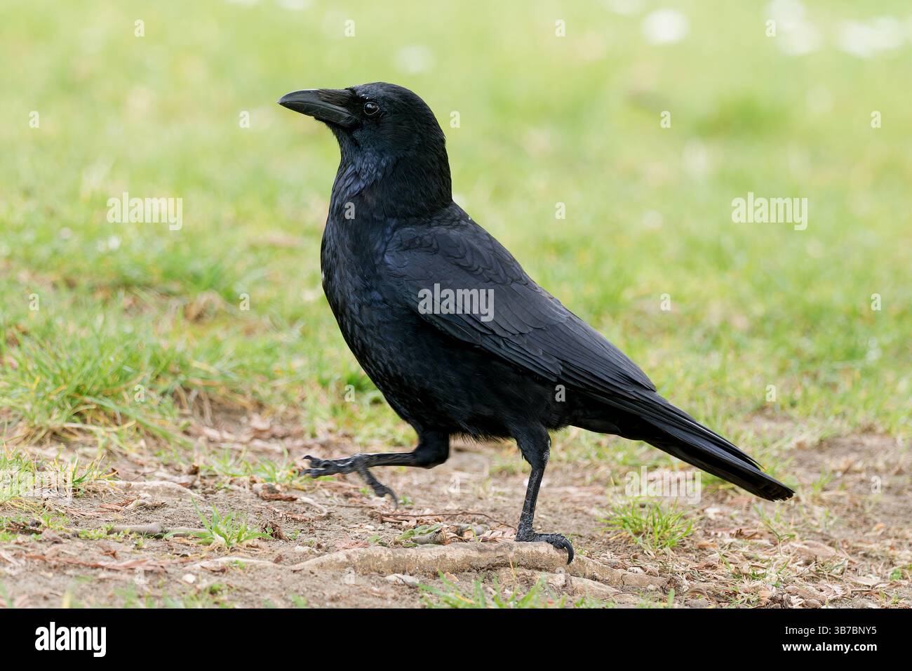 Corbeau de charoie (Corvus corone) marchant à travers l'herbe dans un parc urbain, une vue commune de la faune de la ville. Banque D'Images