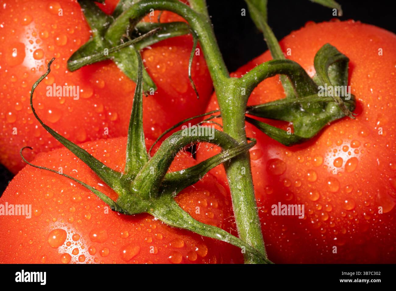Un gros plan de tomates recouvertes de rosée, poussant sur une vigne Banque D'Images