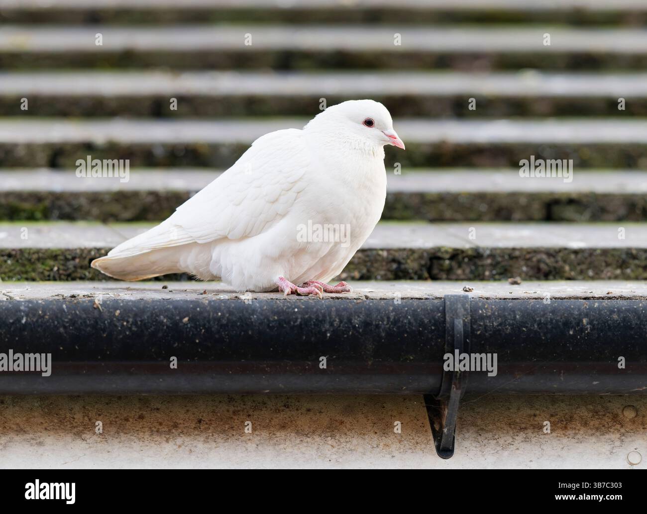 Une belle colombe blanche, perchée sur le bord d'un toit à côté d'une gouttière Banque D'Images