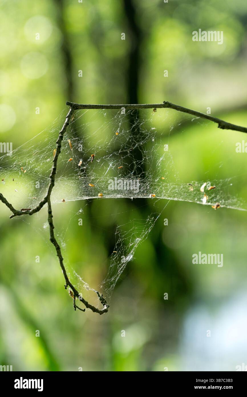 Fond naturel vert abstrait, toile d'araignée entre les brindilles au printemps sur fond bleuté. Banque D'Images