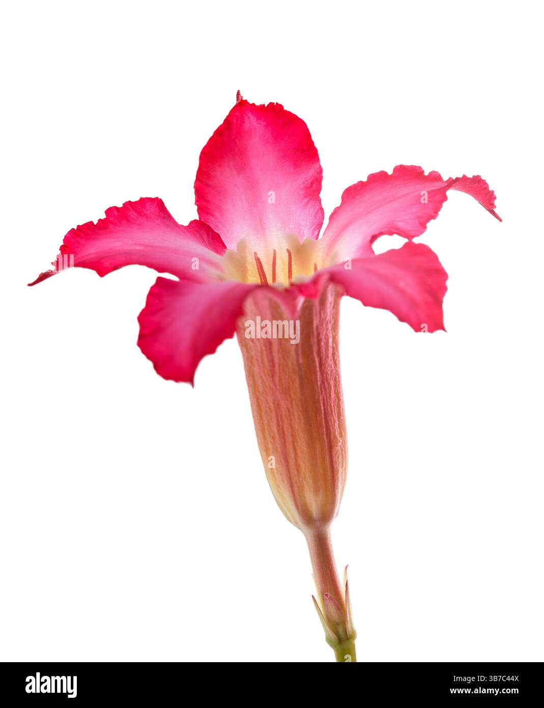 Fleur de Rose désert isolée sur blanc Banque D'Images