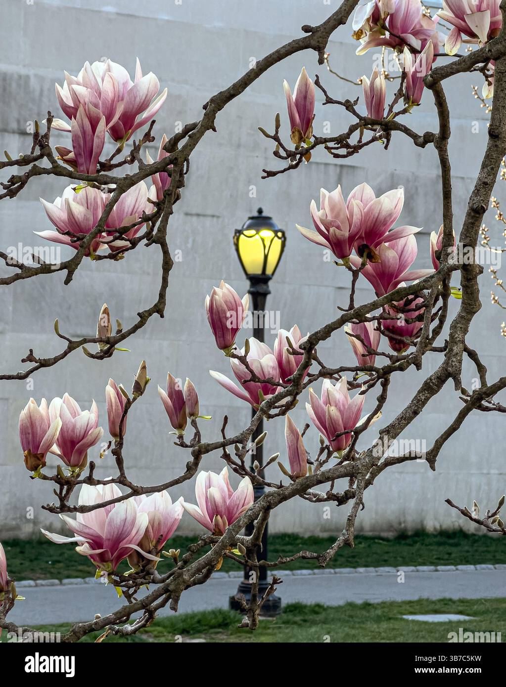Magnolia tree in spring Banque D'Images