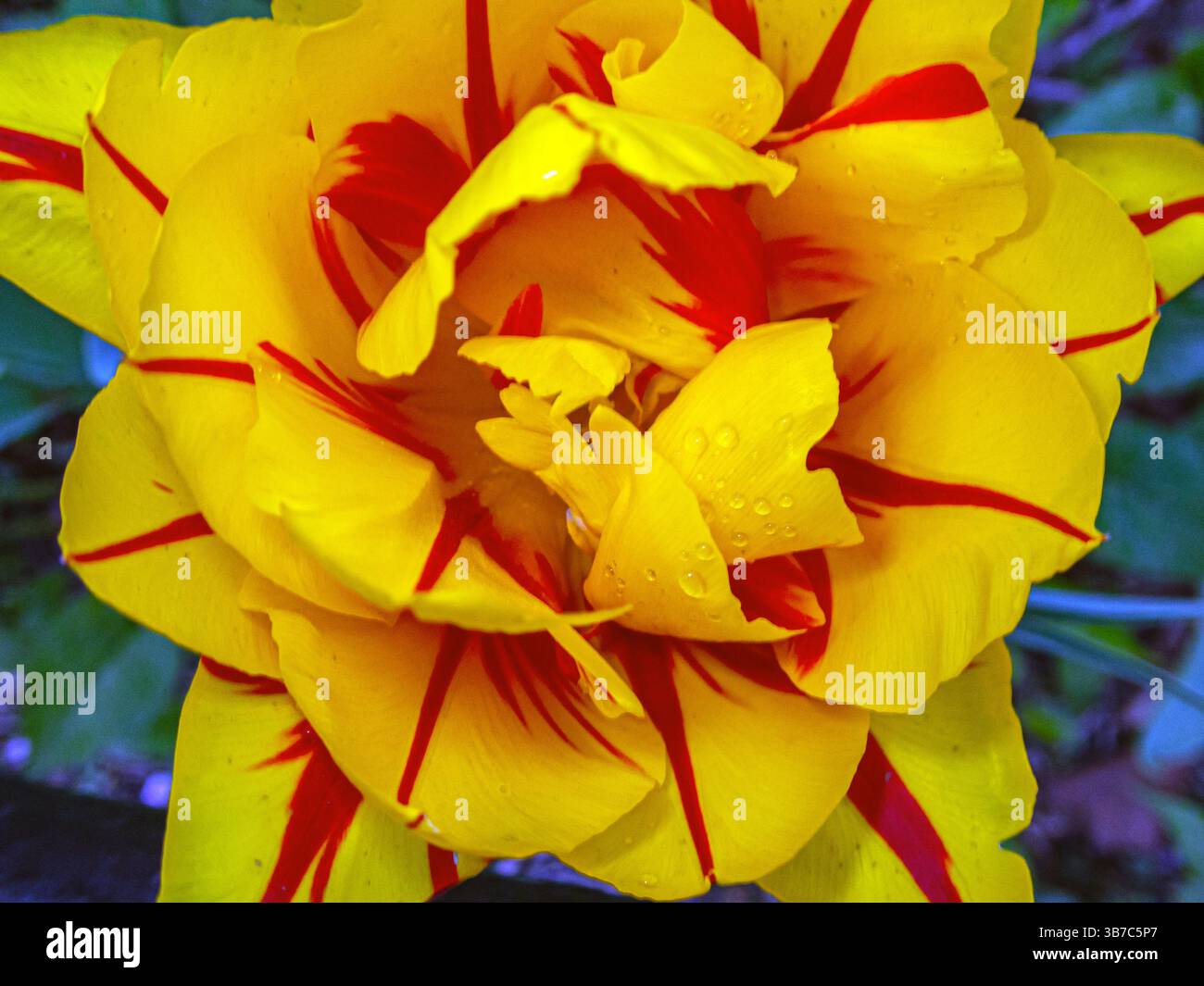 Tulipes, Tulipa, est un genre de géophytes bulbifères herbacées pérennes à floraison printanière Banque D'Images