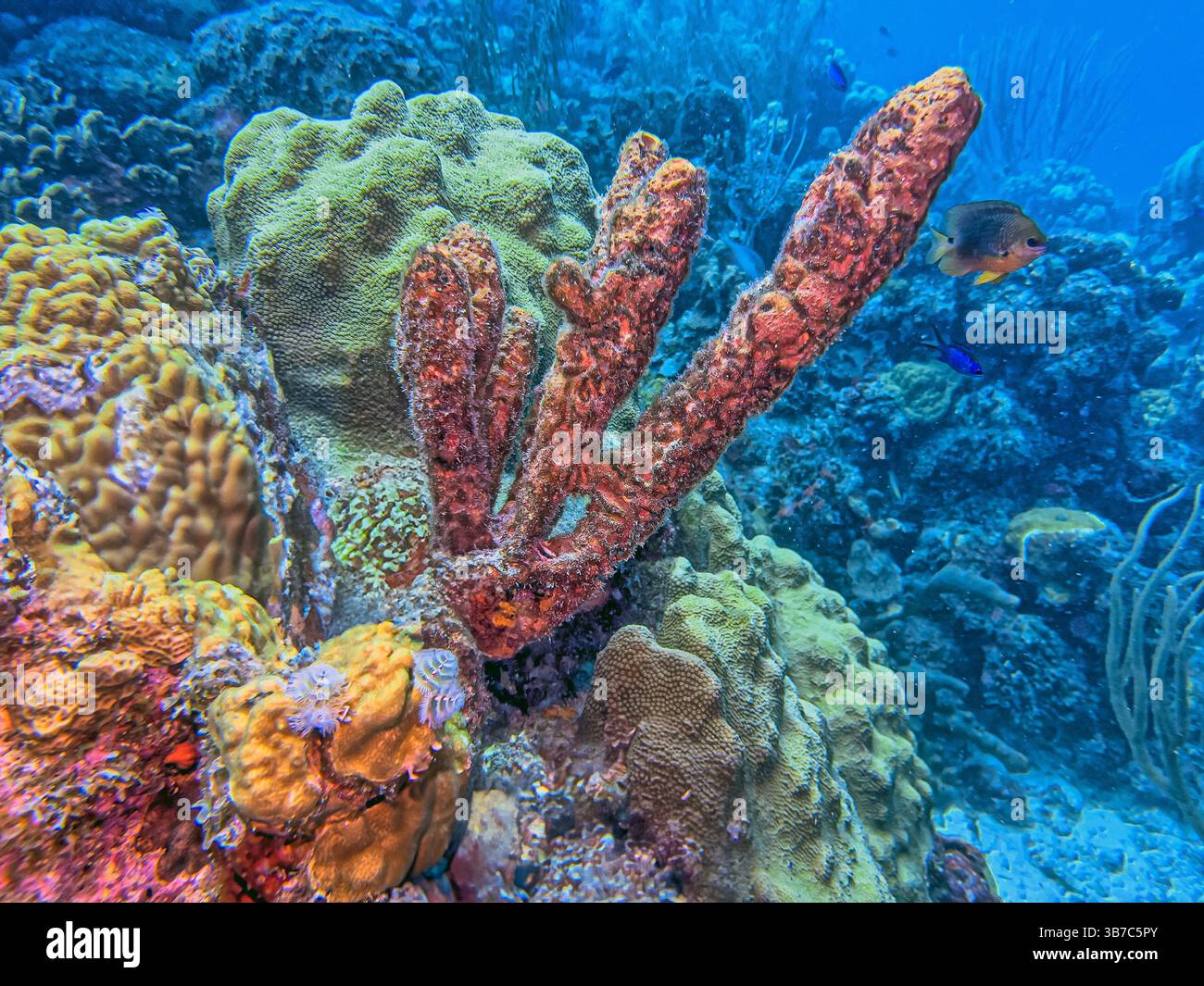 Récif corallien des Caraïbes au large des côtes de l'île des Caraïbes de Bonaire Banque D'Images