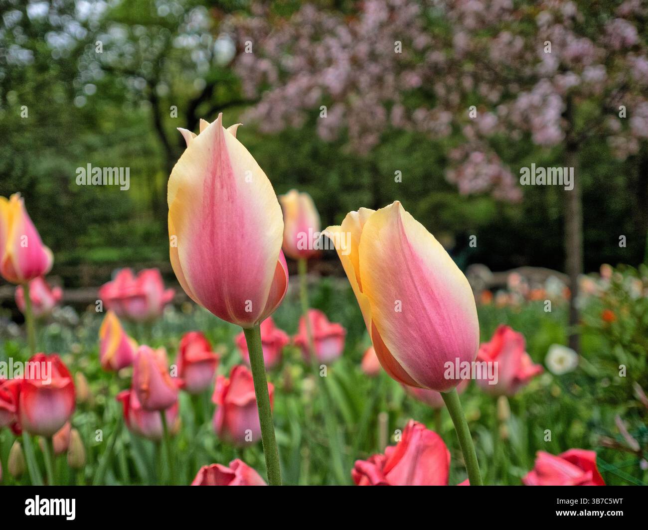 Tulipes, Tulipa, est un genre de géophytes bulbifères herbacées pérennes à floraison printanière Banque D'Images