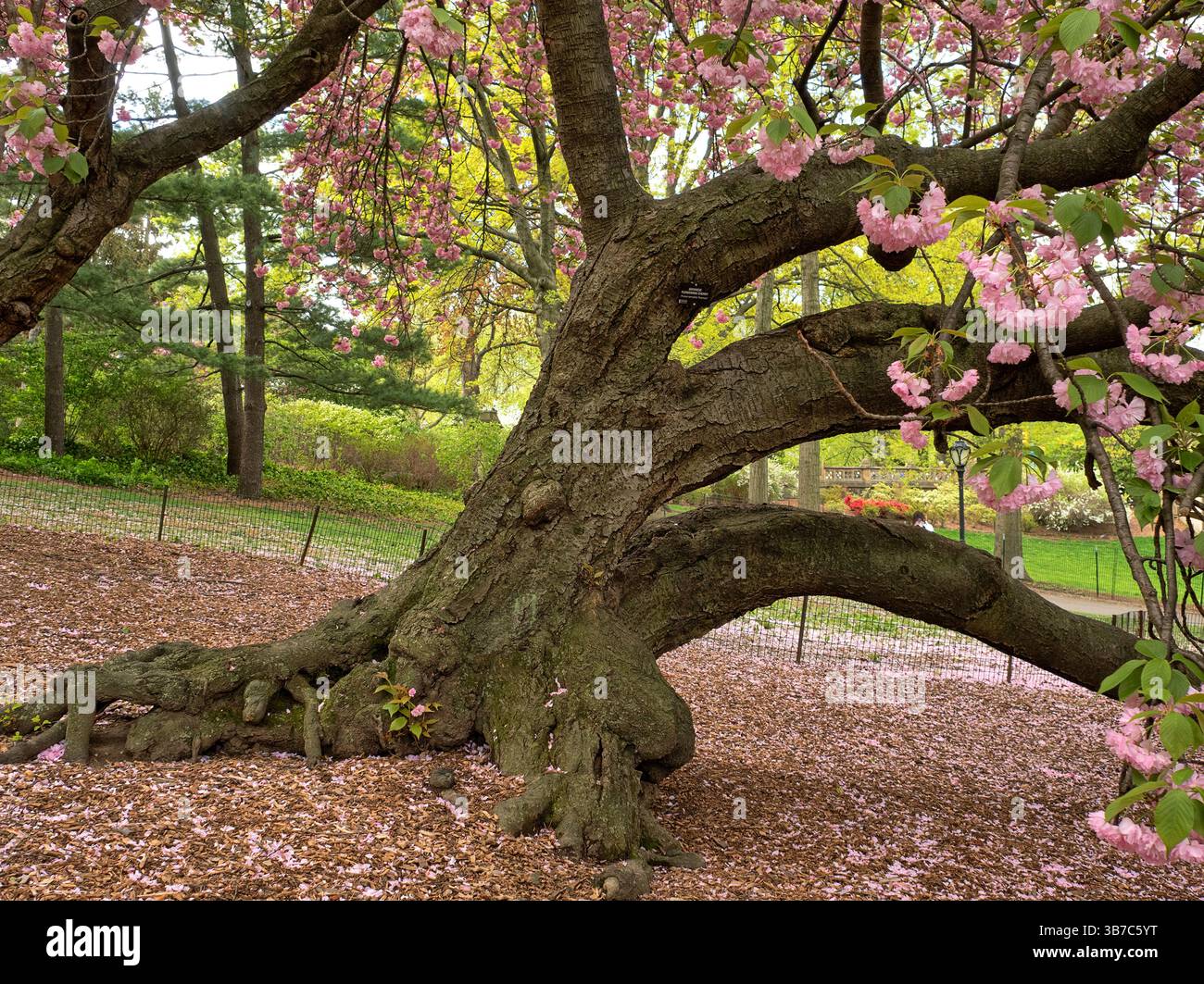 Cerisier japonais en fleurs au début du printemps dans Central Park, New York City Banque D'Images