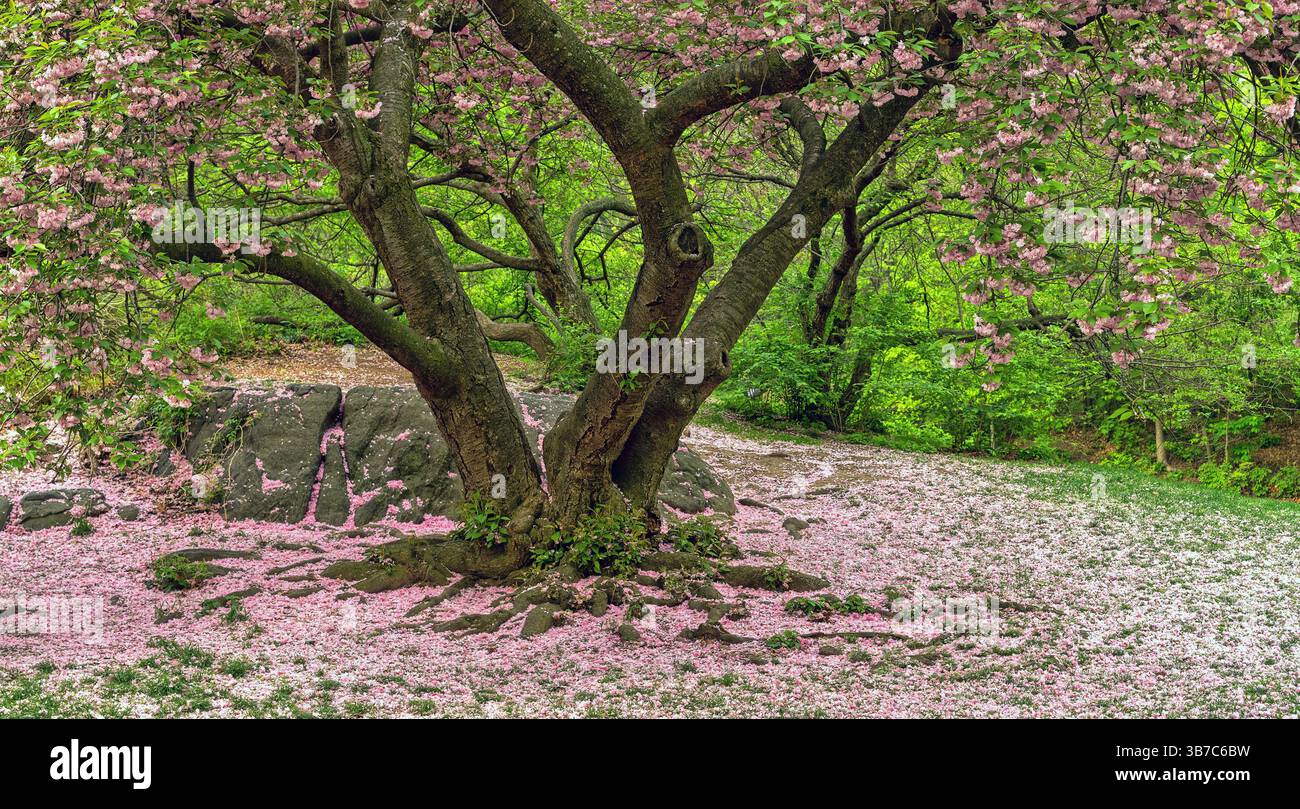 Printemps à Central Park, New York City, cerisier en fleurs Banque D'Images