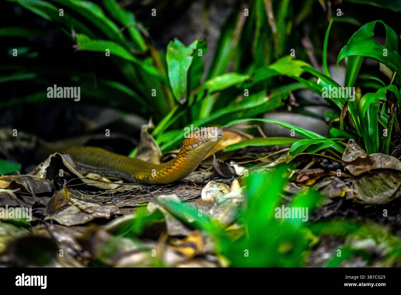Serpent venimeux glissant au zoo Banque D'Images