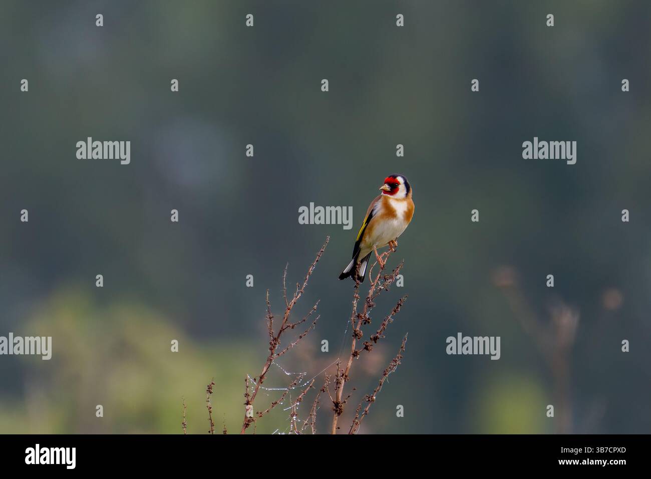 L'ordfinch européen ou tout simplement l'ordfinch (Carduelis carduelis) est un petit oiseau passereau de la famille des finch. Perché sur une branche contre un flou Banque D'Images