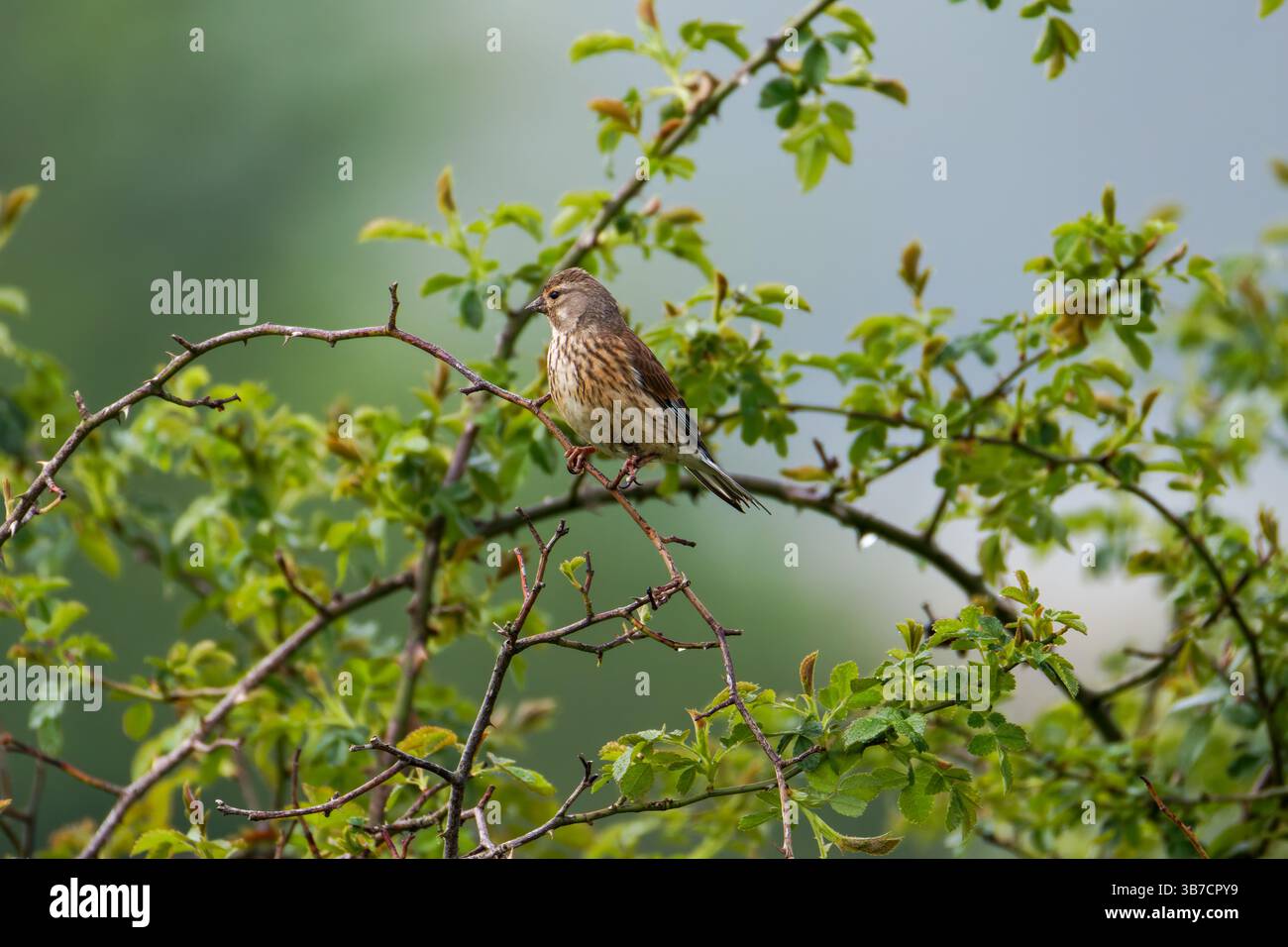 Le linnet commun (Linaria cannabina) est un petit passereau de la famille des finch, Fringillidae. Banque D'Images