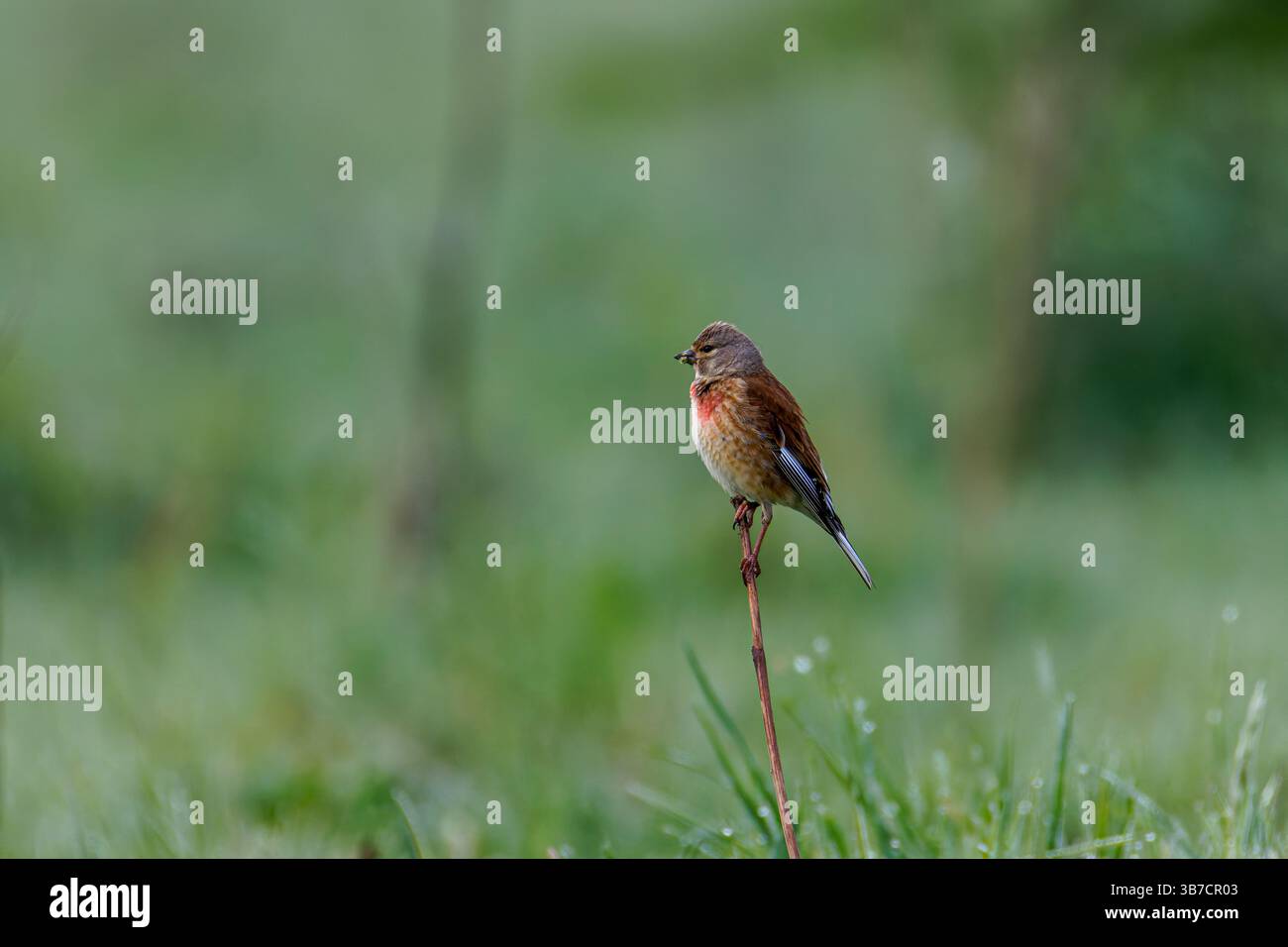 Le linnet commun (Linaria cannabina) est un petit passereau de la famille des finch, Fringillidae. Banque D'Images