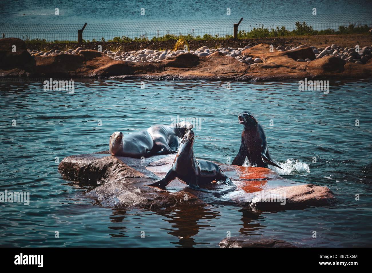 Famille de phoques sur les rochers Banque D'Images