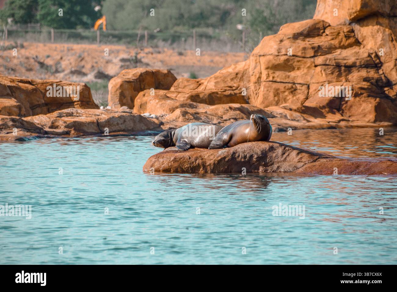 Famille de phoques sur les rochers Banque D'Images
