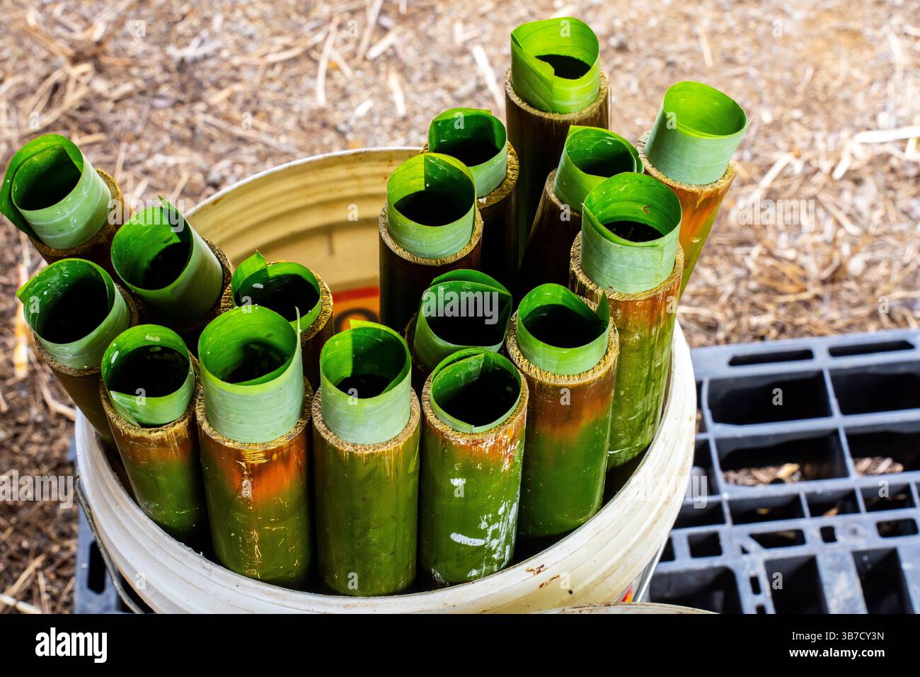 Homme malaisien cuisant du riz dans un tube de bambou. Il est également appelé riz au bambou ou riz au bambou parfumé, Malaisie. La douceur et la fraîcheur du rôti Banque D'Images