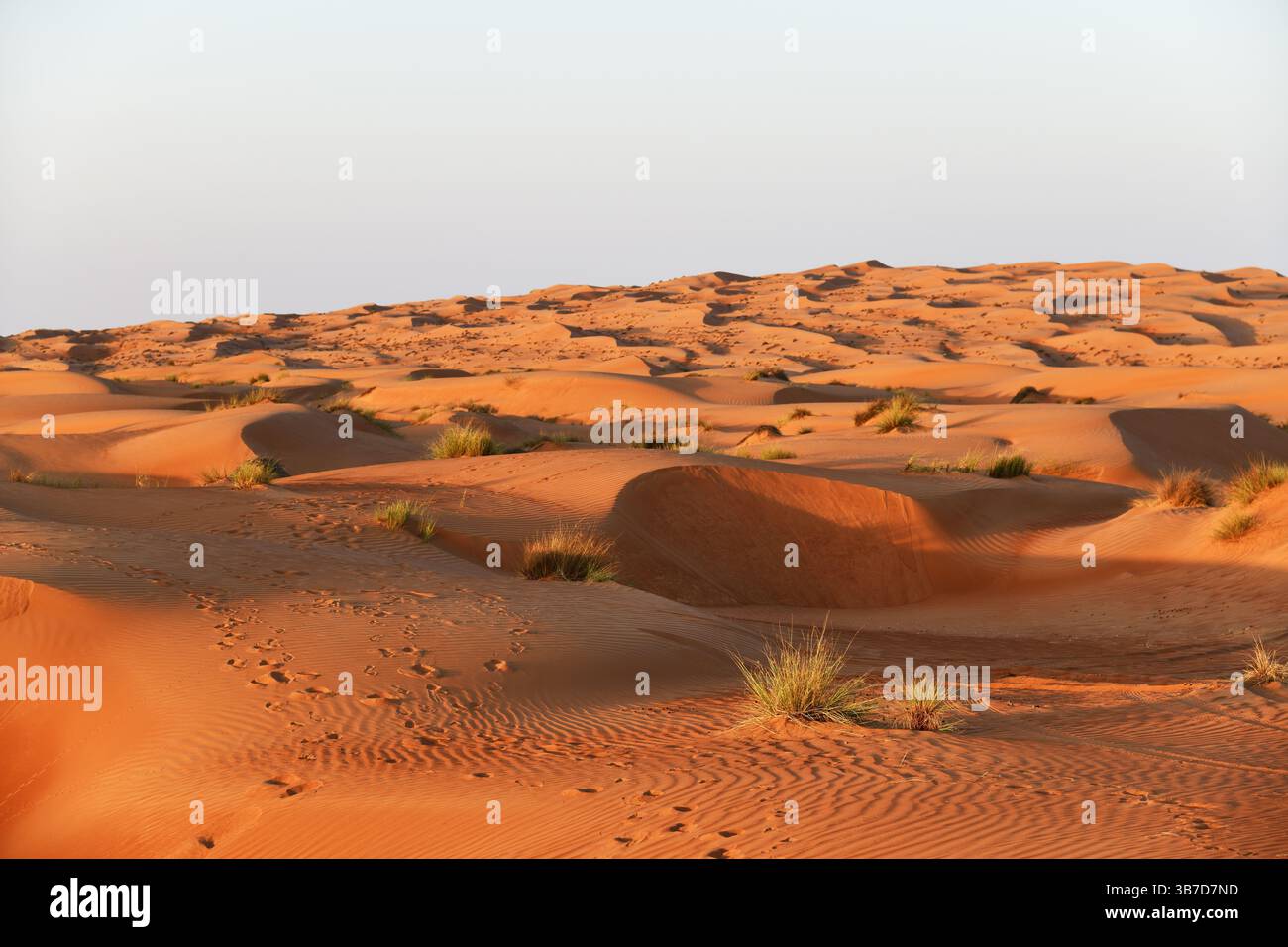 Désert de Rub Al Khali, Sultanat d'Oman. Dunes de Wahiba Sands au coucher du soleil, péninsule arabique Banque D'Images