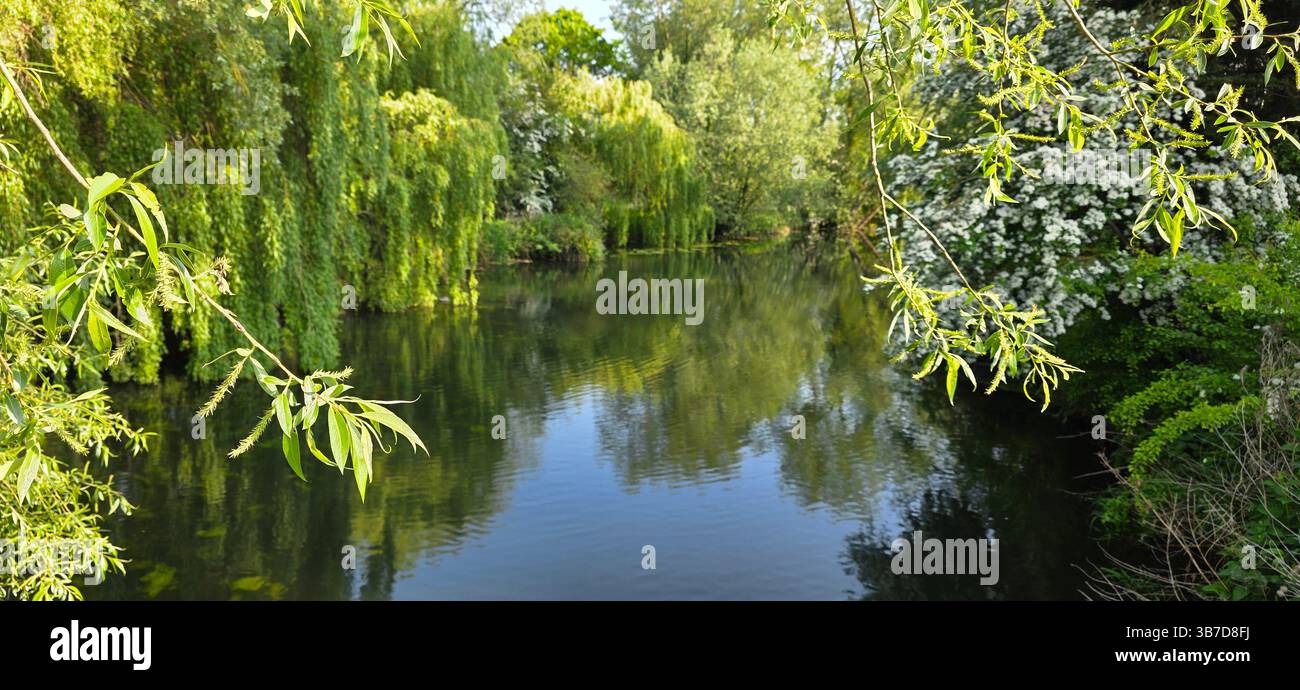 Reflété sur l'eau UK. Une scène paisible à Heybridge, Essex, où des arbres feuillus bordent la rive et se reflètent parfaitement sur l'eau calme, créant une vue miroir de la nature. - Image de stock capturée avec un smartphone