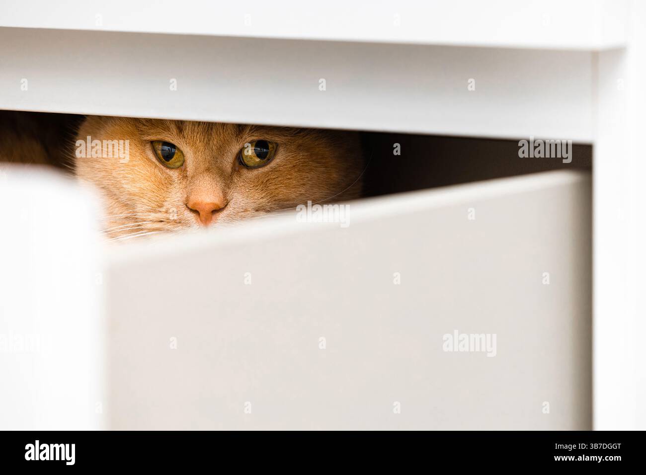 chat au gingembre caché dans le tiroir de la commode, gros plan. le chat se cache dans le placard. psychologie du comportement chez le chat Banque D'Images