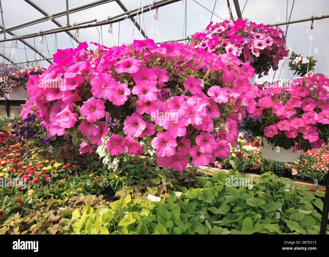 Panier suspendu de pétunias roses en serre Banque D'Images