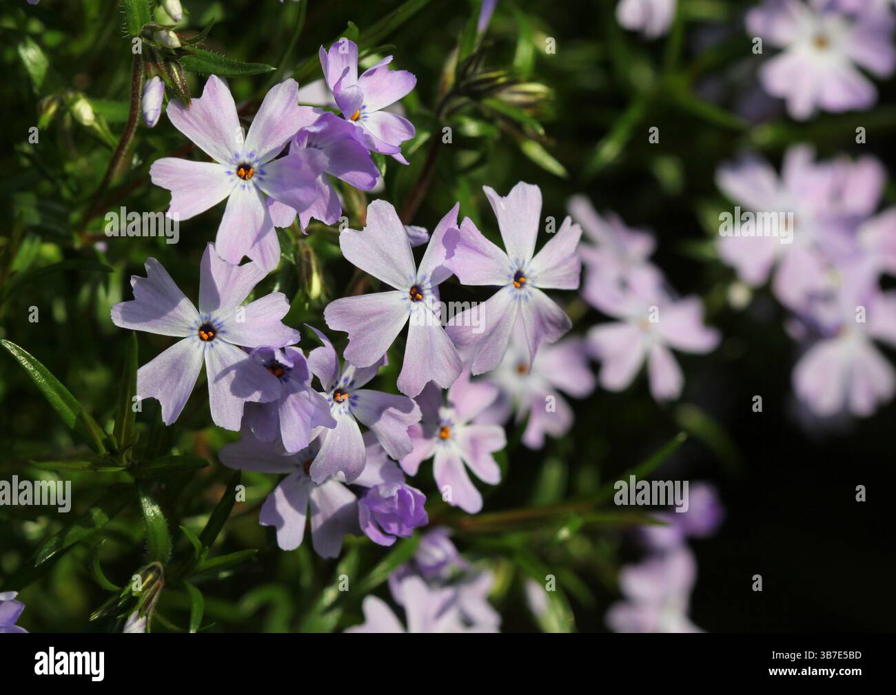 Un gros plan des fleurs de Phlox subulata 'Emerald Cushion' au printemps. Banque D'Images