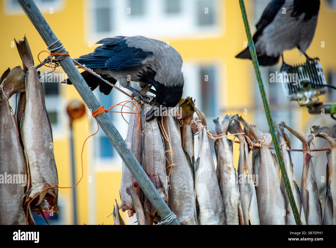Poisson fermenté séché à l'air - Îles Féroé Banque D'Images
