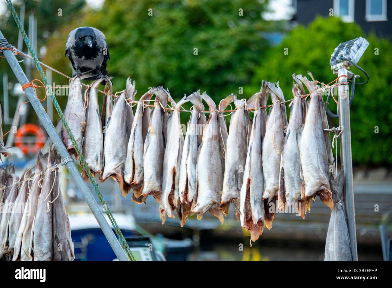 Poisson fermenté séché à l'air - Îles Féroé Banque D'Images