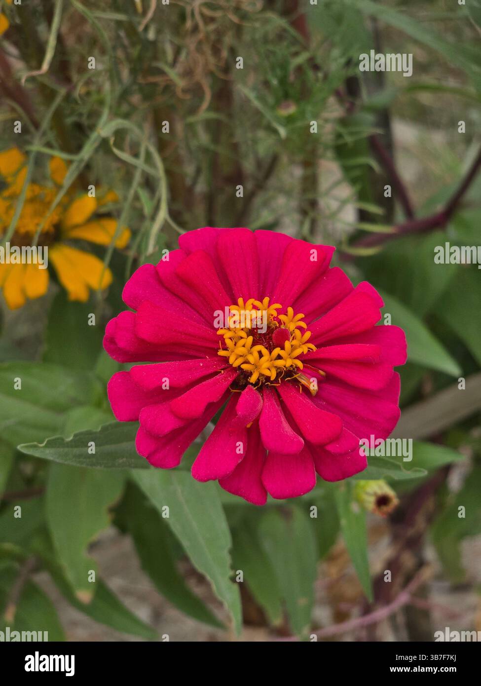 Gros plan d'une belle fleur de zinnia elegans rose - Image de stock capturée avec un smartphone