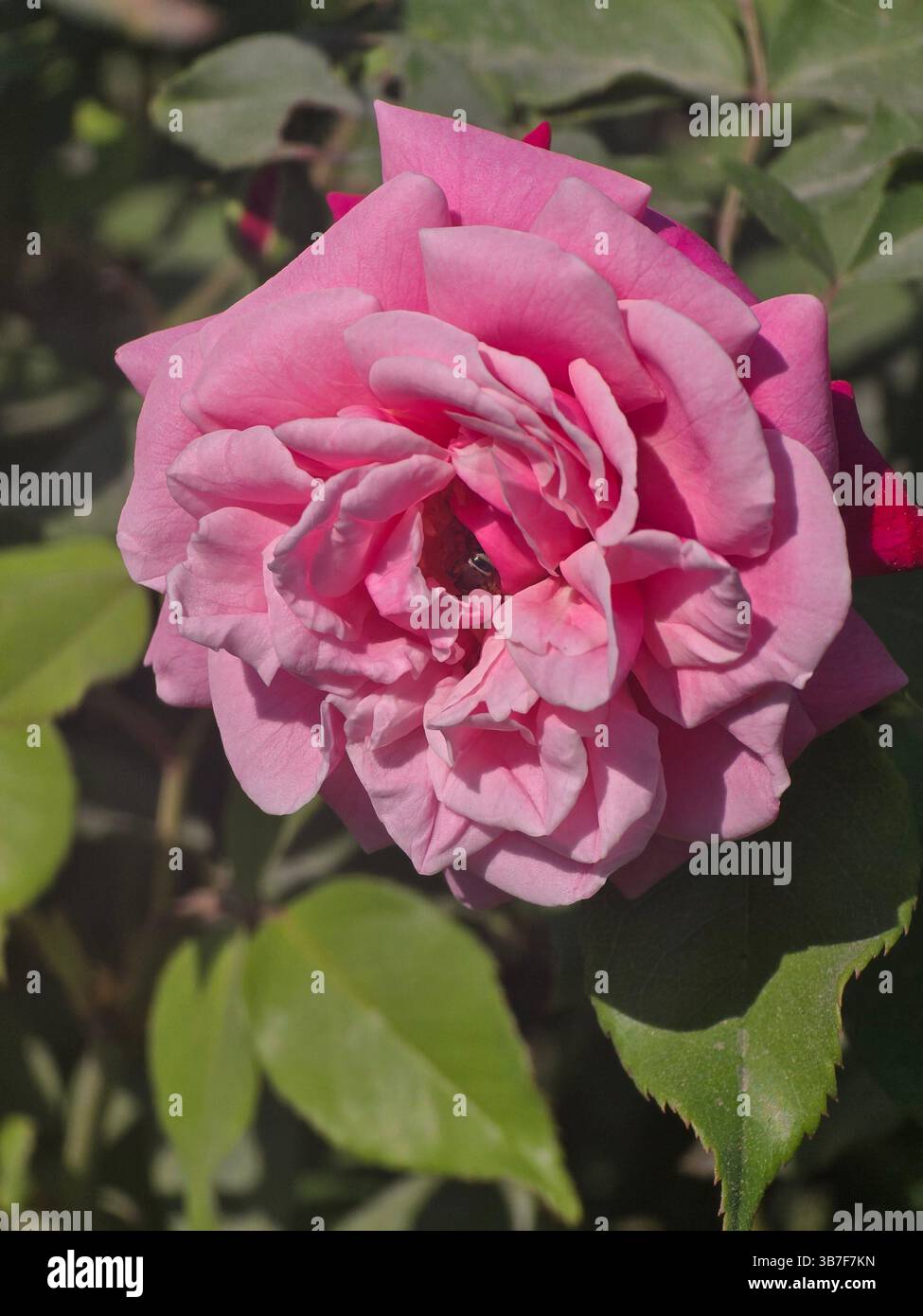 Couches délicates de pétales de rose rose une étude de la texture florale - Image de stock capturée avec un smartphone