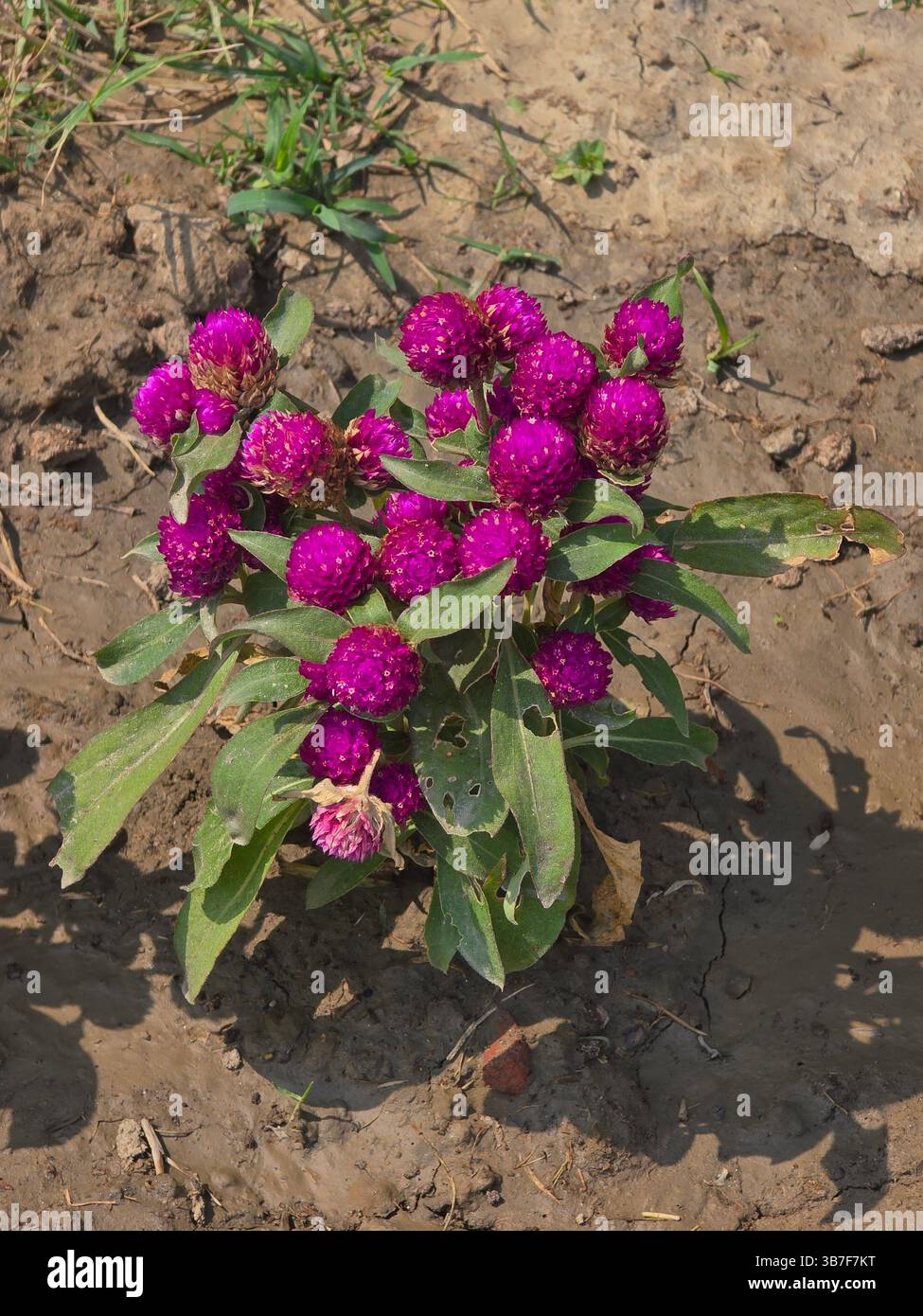 fleurs d'amarante violettes éclatantes fleurissant dans un cadre extérieur naturel mettant en valeur leur texture et leur couleur uniques - Image de stock capturée avec un smartphone