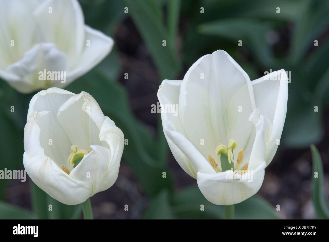 Tulip Gabriella Banque D'Images Tulip Gabriella Banque D'Images